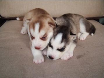 Siberian Husky Welpen