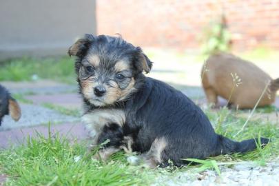 CHIHUAHUA-Welpen, R�den&H�ndinnen,mit Ah