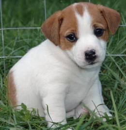 Super s��e Jack Russel welpen mit papier