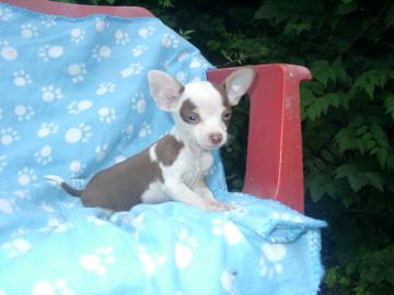 MINI CHIUHAUA WELPEN