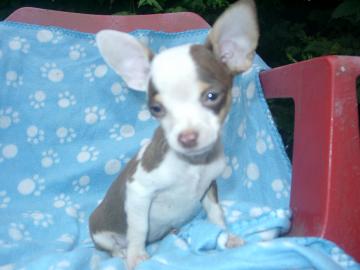 MINI CHIUHAUA WELPEN