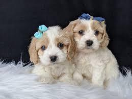 F1 Cavachon Welpen