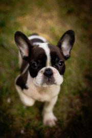 Franz�sische Bulldogge Welpen mit Papier