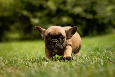 Franz�sische Bulldogge Welpen mit Papier