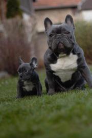 Franz�sische Bulldogge Welpen mit Papier