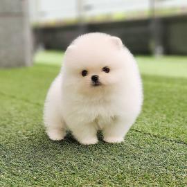 Sch�ne Pomeranian-Welpen in guten H�nden