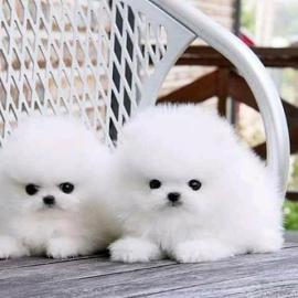 Sch�ne Pomeranian-Welpen in guten H�nden