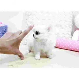 Extra s��e Mini Chihuahua Welpen Mit Ch