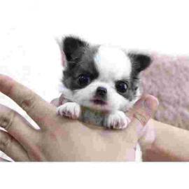 Extra se Mini Chihuahua Welpen Mit Ch