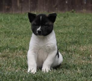 Akira puppy with papers