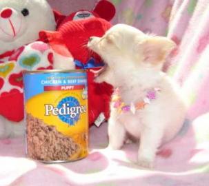 Zuckers��e Reinrassige Mini Chihuahua we