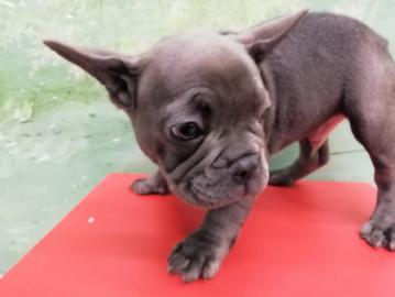 Wundersch?ne franz?sische Bulldoggewelpe