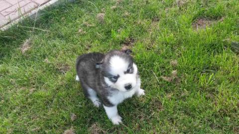 11 Wochen Siberian Husky Welpen