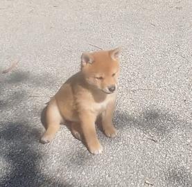 Shiba Inu