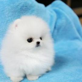 Suche Zwergspitz Pomeranian