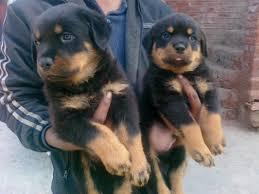 Rottweiler Welpen zur Annahme