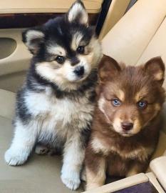 Atemberaubende Pomsky Welpen zur Verf�gu