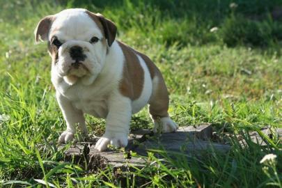 Englisch Bulldogwelpen zuverk. 