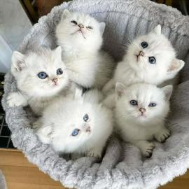 Ragdoll-K�tzchen mit Papieren