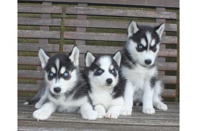 3 Reinrassige Siberian Huskywelpen abzug