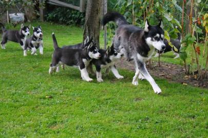 3 Reinrassige Siberian Huskywelpen abzug
