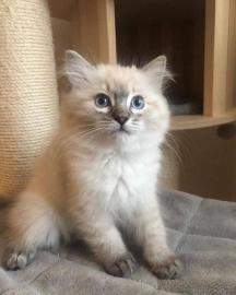 Lernen Sie unsere bezaubernden #Ragdoll-