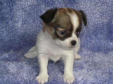 Bildh�bsche Chihuahua Welpen