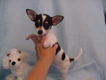 Bildh�bsche Chihuahua Welpen