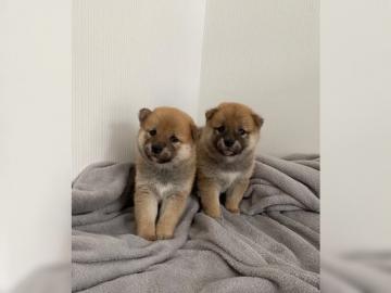Shiba Inu Welpen 1 R?de & 2 H?ndin