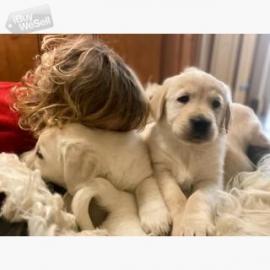 Golden Retriever Welpen