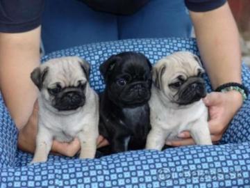 Perfekte Reinrassige Mops Welpen