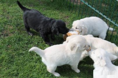 Erh?ltlich Labrador Welpen mit Papieren