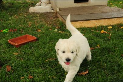 Golden Retriever Welpen