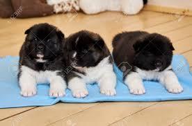 Pr?chtige Akita Inu Welpen