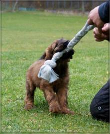 Briard Falfarbe und schwarze Welpen