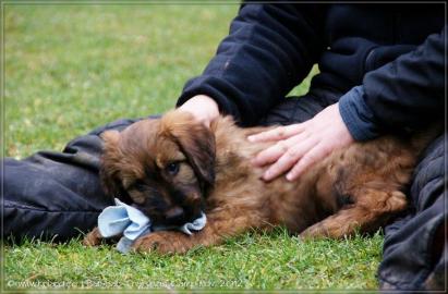 Briard Falfarbe und schwarze Welpen