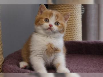 Wundersch�ner BKH Kater