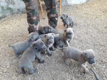 Cane Corso Welpen 12 Wochen alt