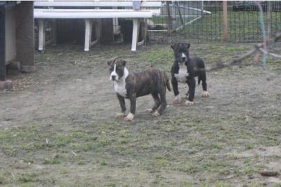 S��e Staffordshire Bull Terrier Welpen