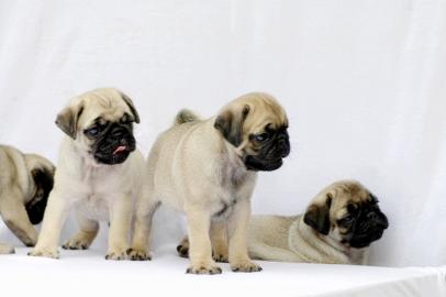 s��e Mops Welpen