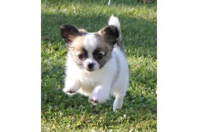 Entz�ckende Chihuahua Welpen,langhaar . . 