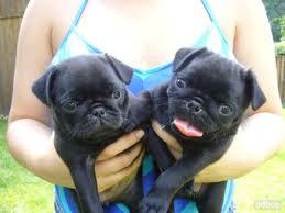 Mops - Welpe mit Stammbaum