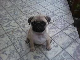 Mops - Welpe mit Stammbaum