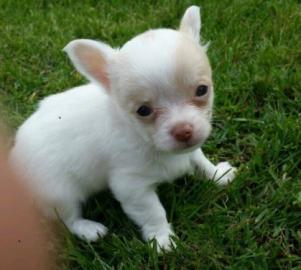 Zauberhafte Chihuahua Welpen,langhaar