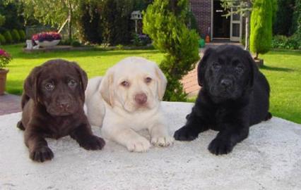 Labrador Welpen mit Papieren verf?gbar
