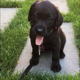 LABRADOR WELPEN