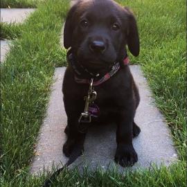LABRADOR WELPEN