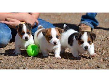 Jack-Russell-Welpen whatsapp Nummer +436
