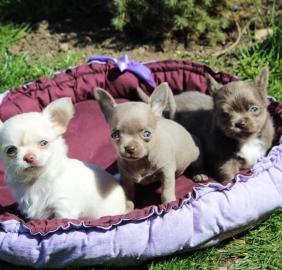 s��e MINI chihuahua welpen mit Papieren