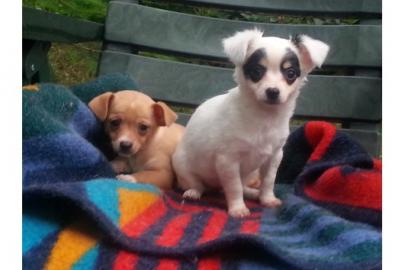 Top-Qualit�tChihuahua Welpen